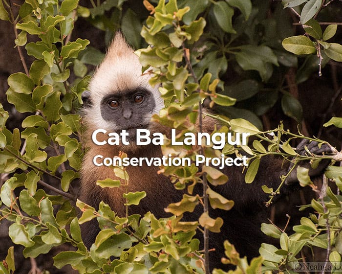 Cat Ba Langur Conservation Project