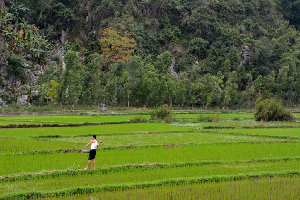 Rice farmer in Cát Bà island, North Vietnam